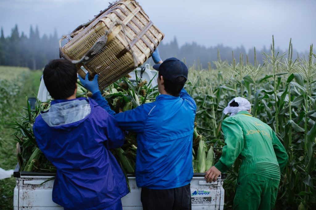 Three trainees cropping corns